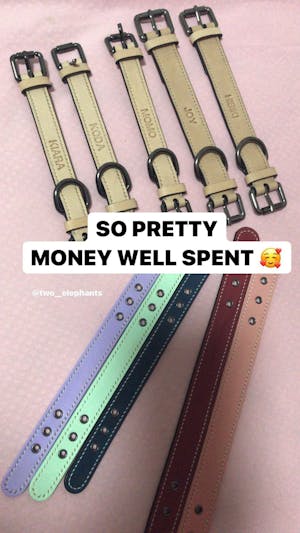 dog collar