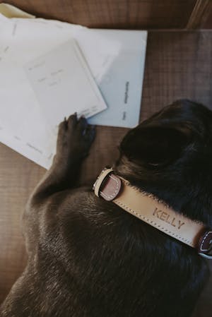 dog collar