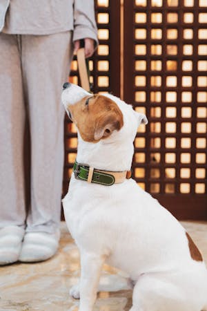 dog collar (signature colors)