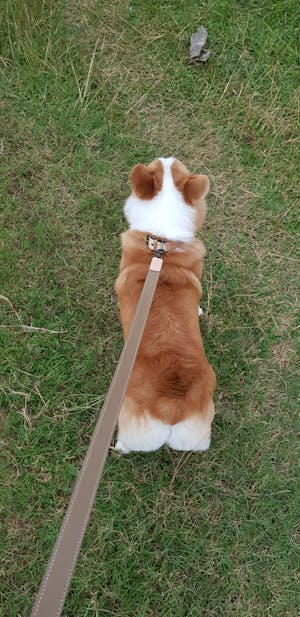 dog leash
