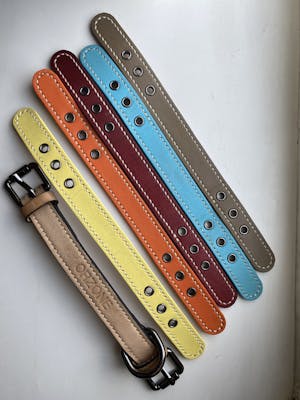 dog collar - color straps (everyday colors)