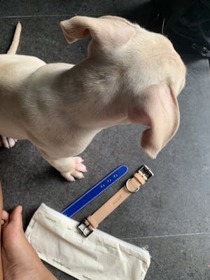 dog collar
