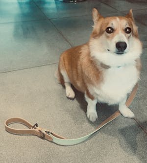 dog leash