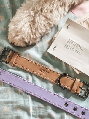 dog collar