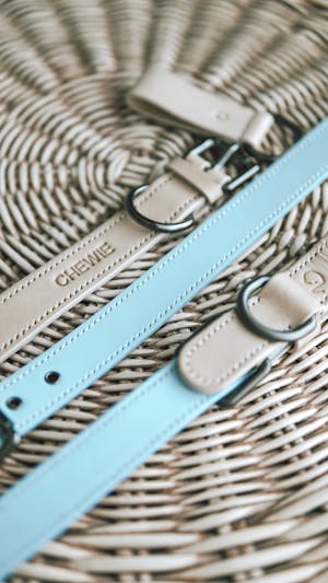 dog harness