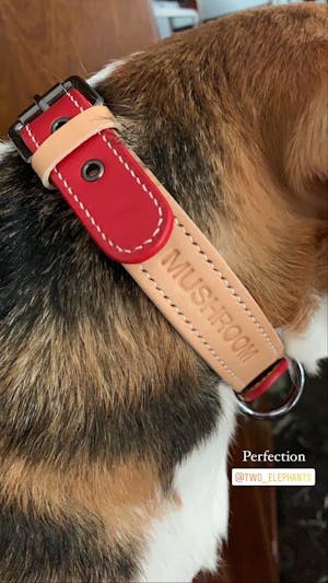 dog collar