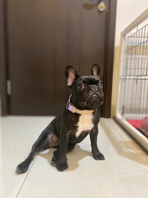 dog collar