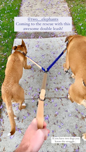 dog leash (dual)
