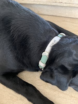 dog collar