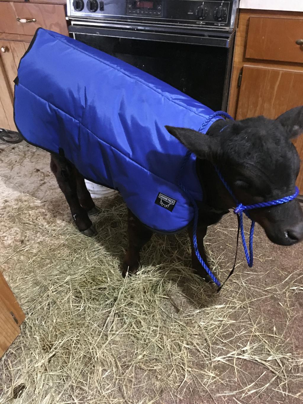 Calf Blanket Calf Jacket Udder Tech, Inc.