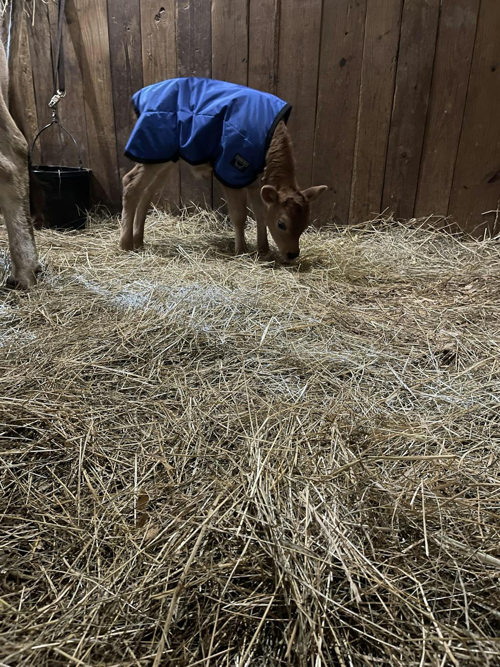 Calf Blanket Calf Jacket Udder Tech, Inc.