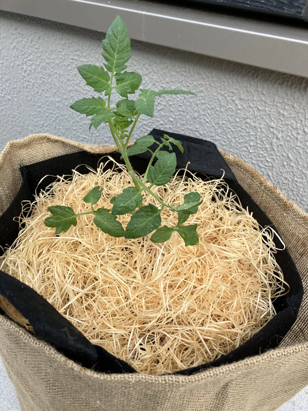 ミニトマト栽培キット｜UETE（ウエテ）公式通販｜初心者向け家庭菜園