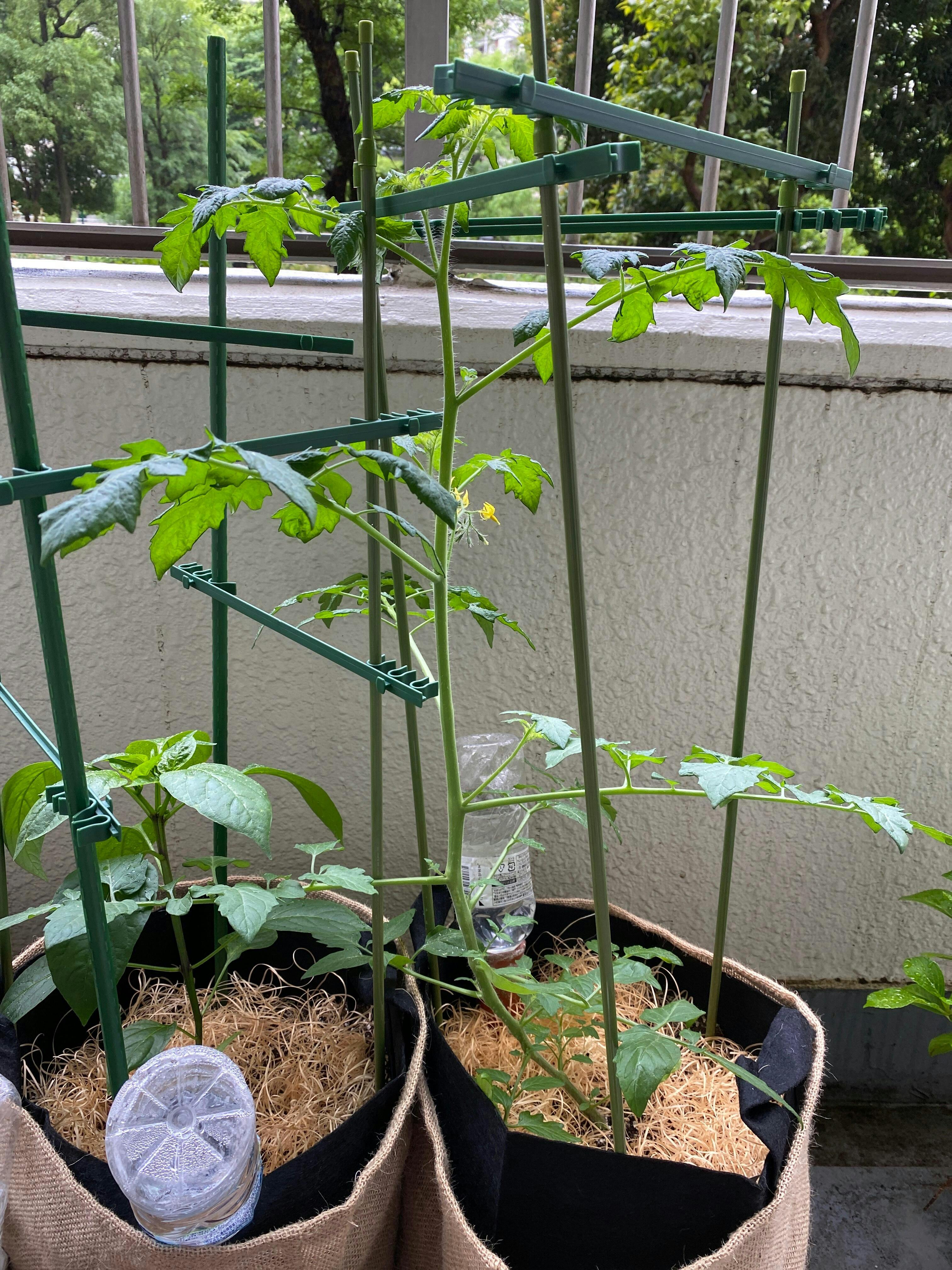 ミニトマト栽培キット｜UETE（ウエテ）公式通販｜初心者向け家庭菜園