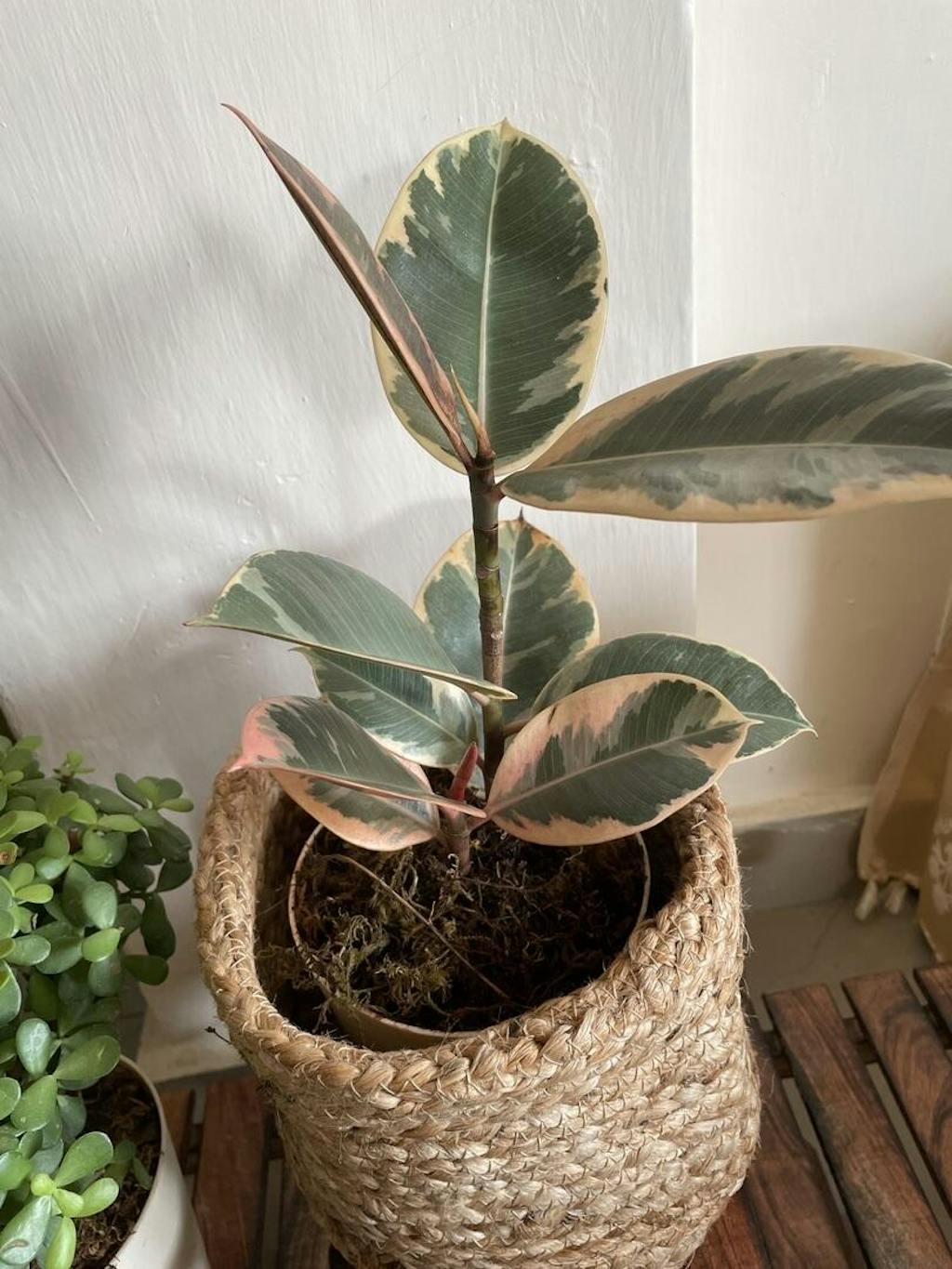 Rubber Plant Variegated