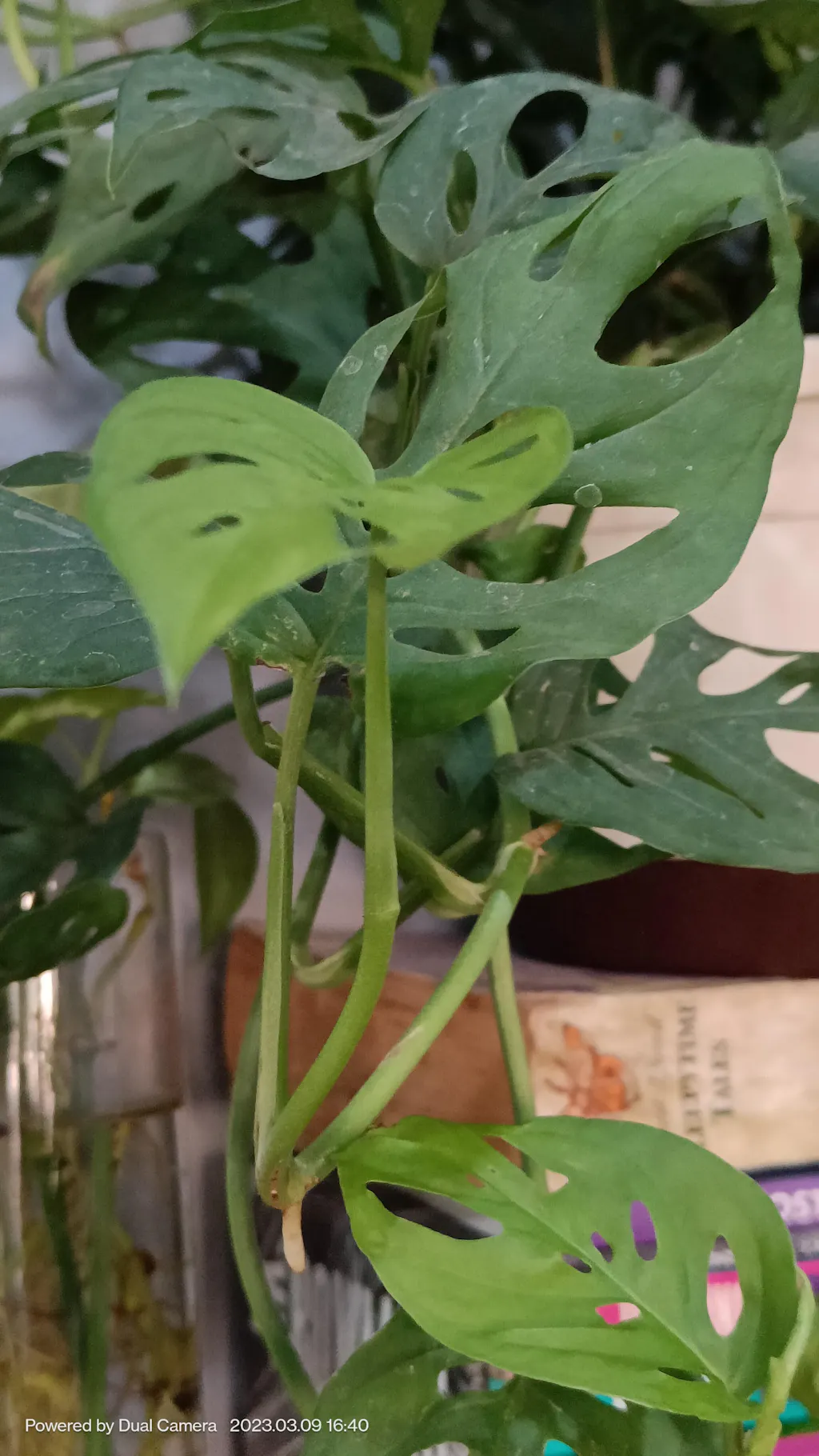 3 gallon zz plant Large ZZ Plant