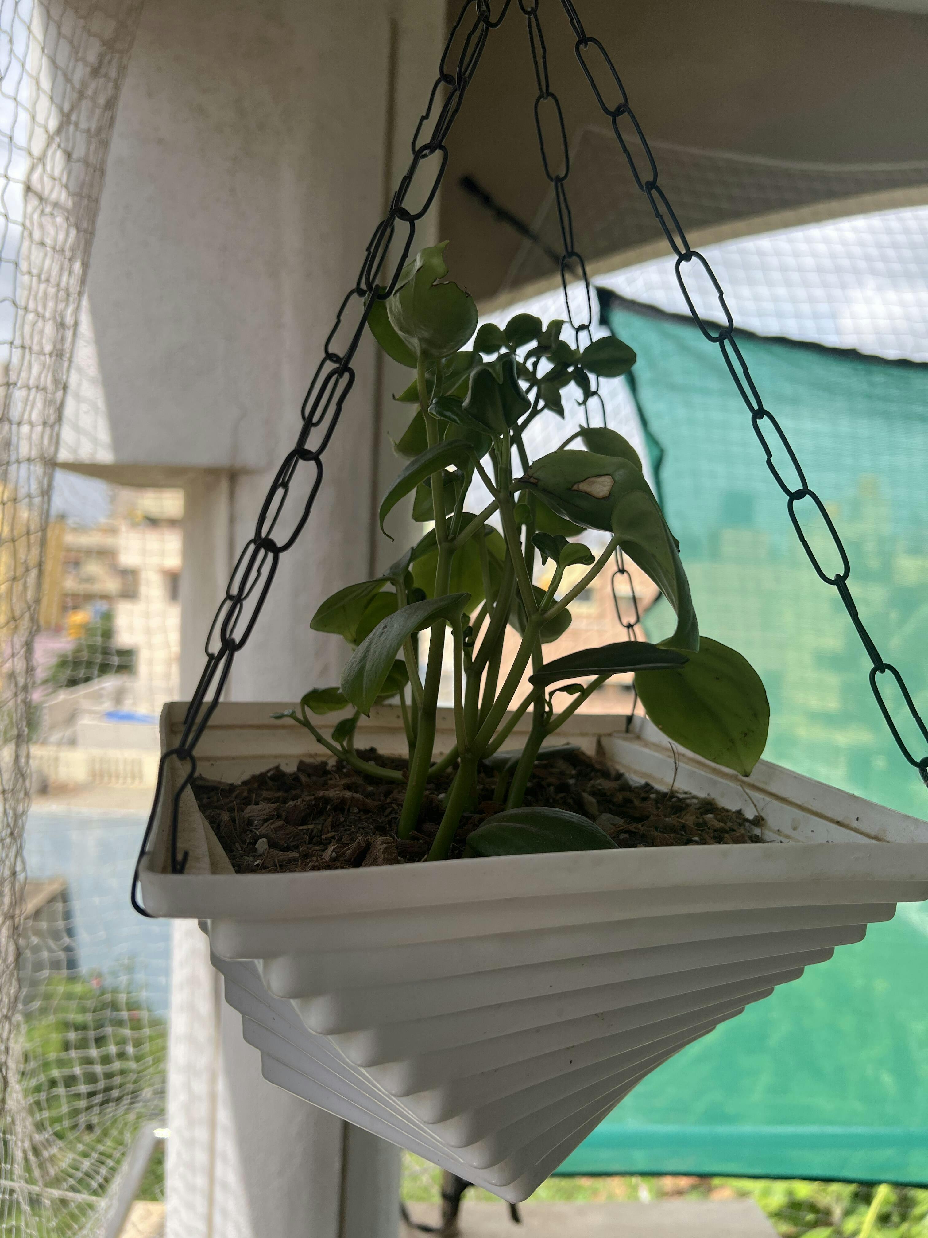 Buy Peperomia Green Creeper Plant Nature's Elegance Indoors