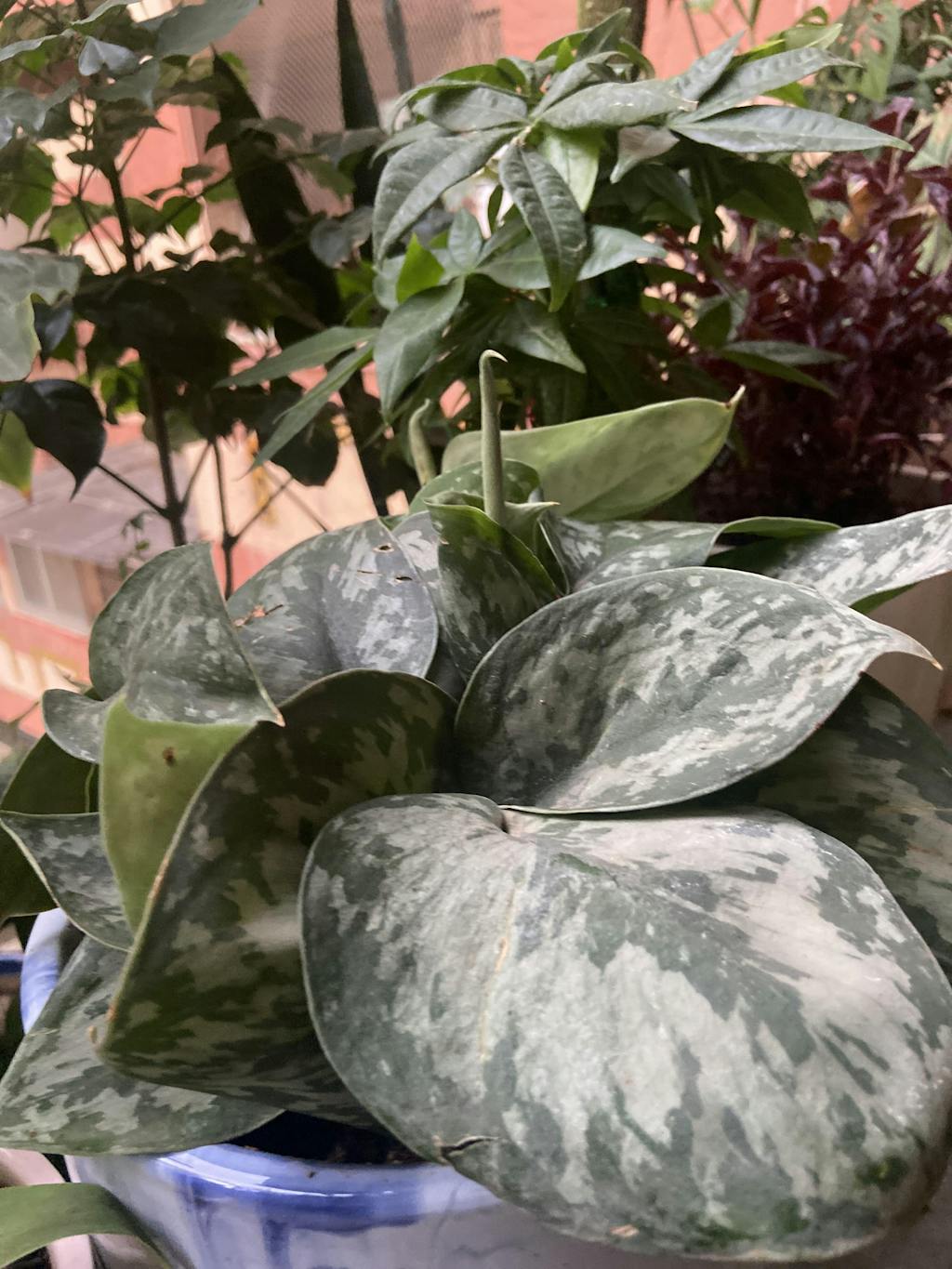 Buy Money Plant Satin LowMaintenance Indoor Plant