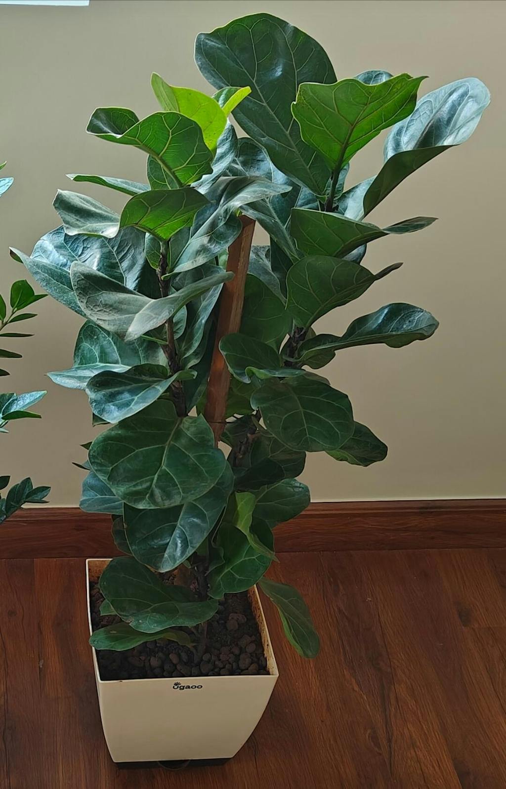 Ficus Lyrata Bambino -xl – Ugaoo