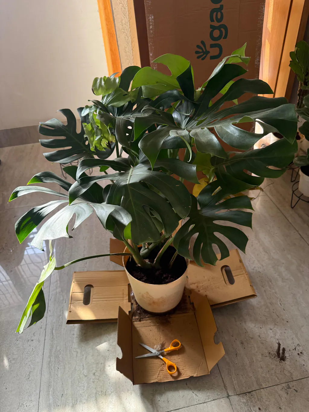 Buy Large Monstera Deliciosa Plant | Lush & Exotic  Ugaoo