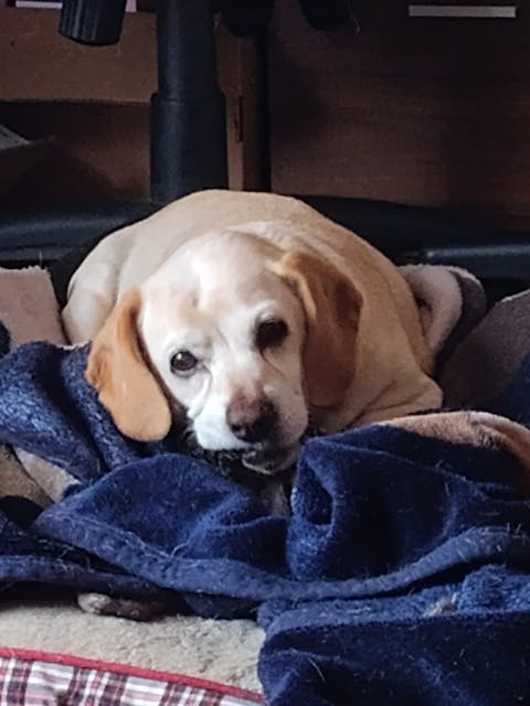 Sample of Chips, Chunks, & Scraps