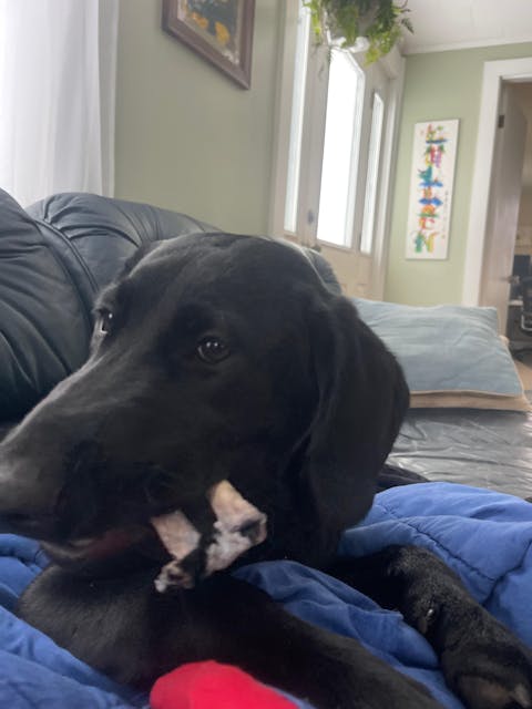 Sample of Chips, Chunks, & Scraps