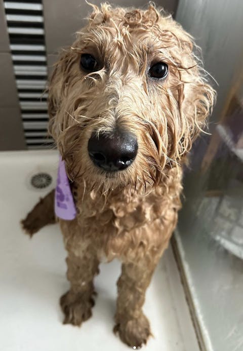 U Groom Easy Wash Bundle