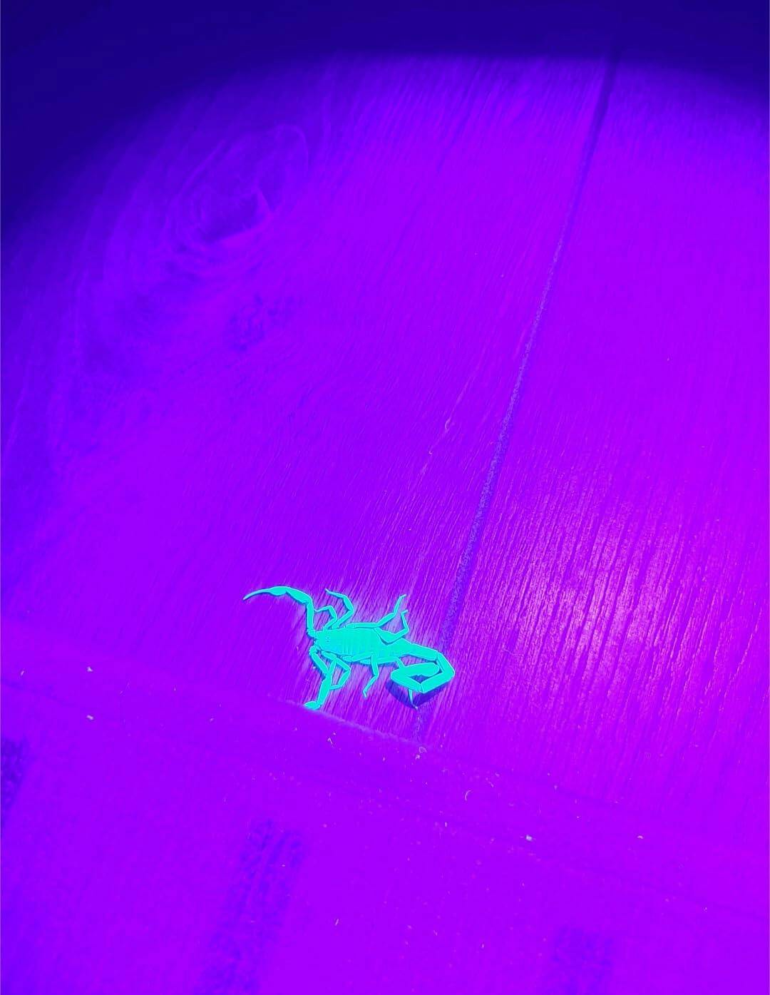 WF-502UV Flashlight (10W)