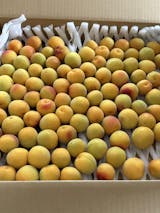 樹上南高梅（青梅・紀州南高梅：1kg〜10kg）