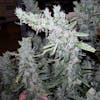 G13 Feminized Cannabis Seeds