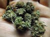 Black Domina Fast Version Cannabis Seeds