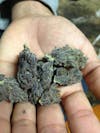 Black Cherry Soda Feminized Cannabis Seeds