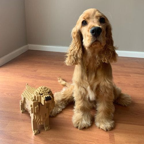 cocker spaniel lego