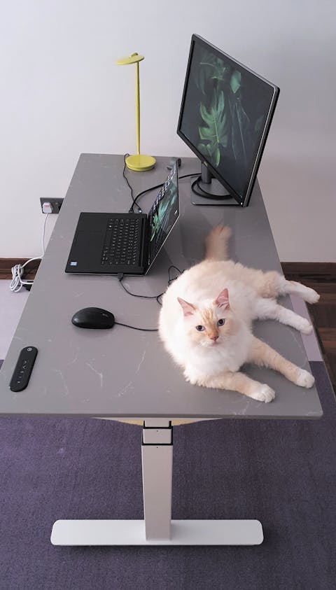 UNIQ Standing Desk (Custom)