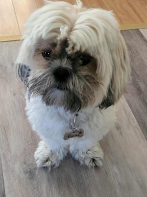 Médaillon Personnalisé Animaux - Os