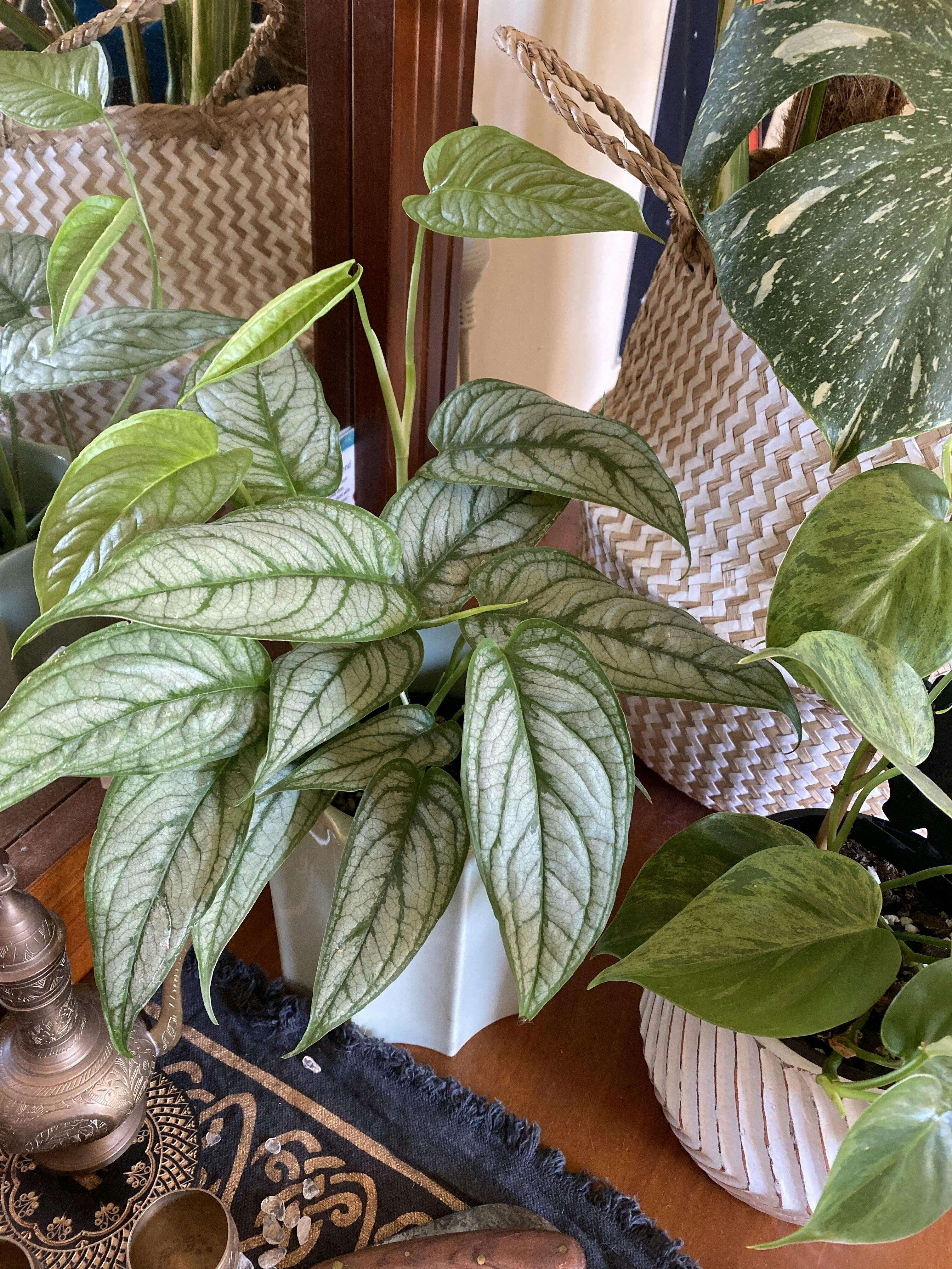 Monstera Siltepecana El Salvador | Uprooted | Buy Plants Online