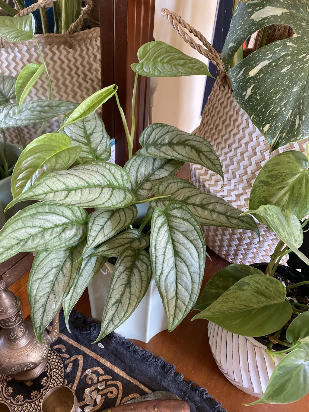 Monstera Siltepecana El Salvador | Uprooted | Buy Plants Online Australia