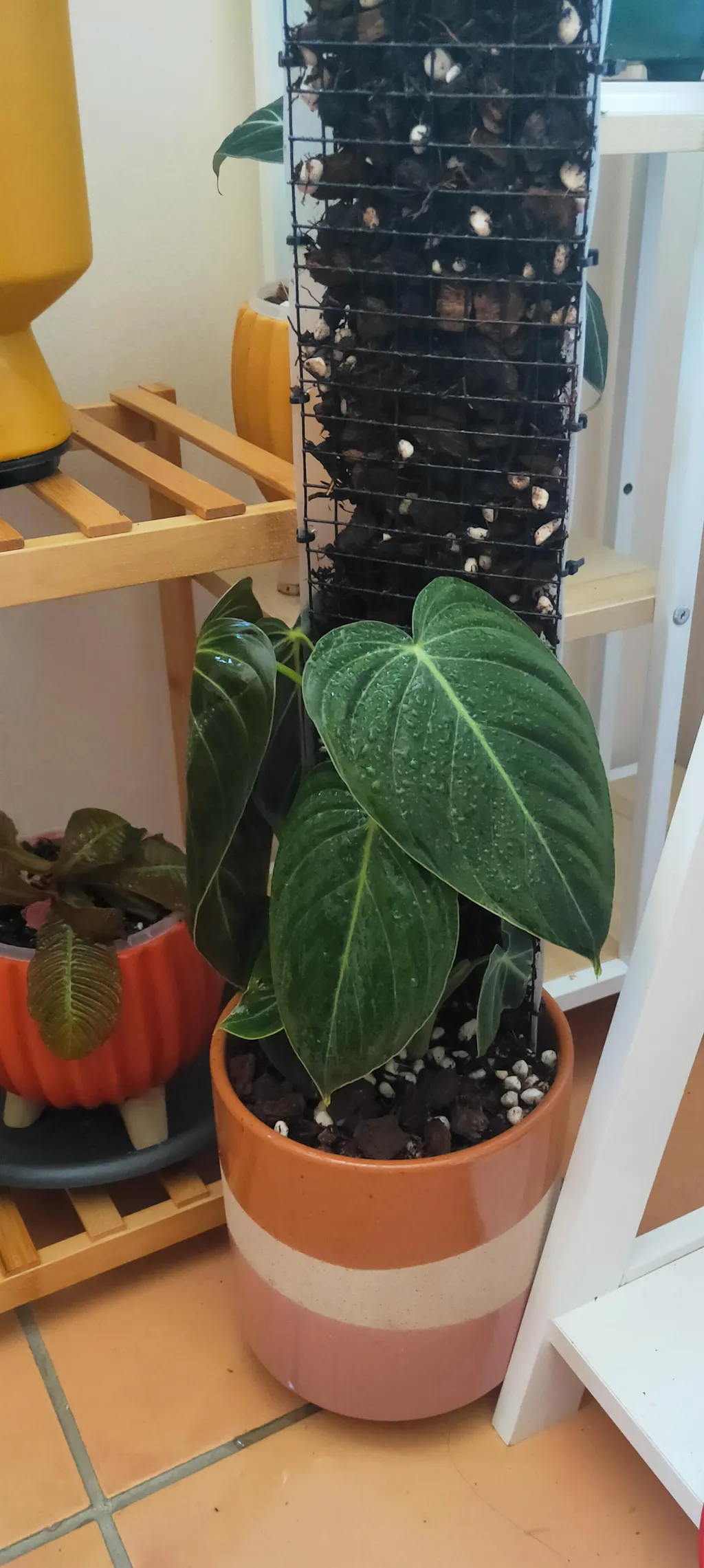 Philodendron Melanochrysum | Uprooted | Buy Plants Online Australia