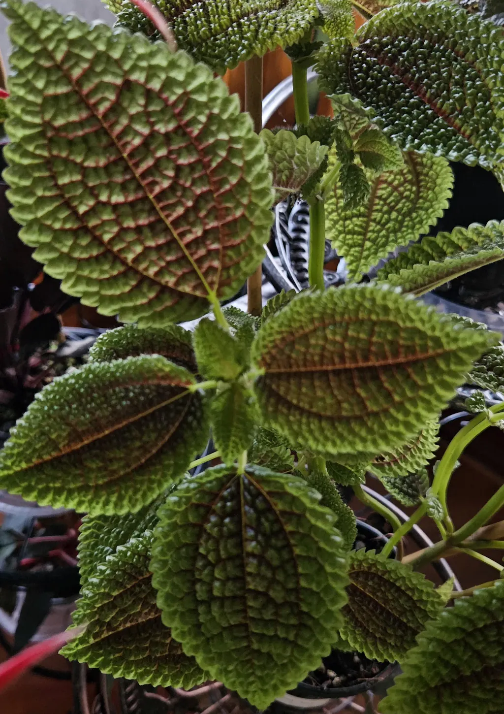 Pilea Involucrata Moon Valley | Uprooted | Buy Plants Online Australia