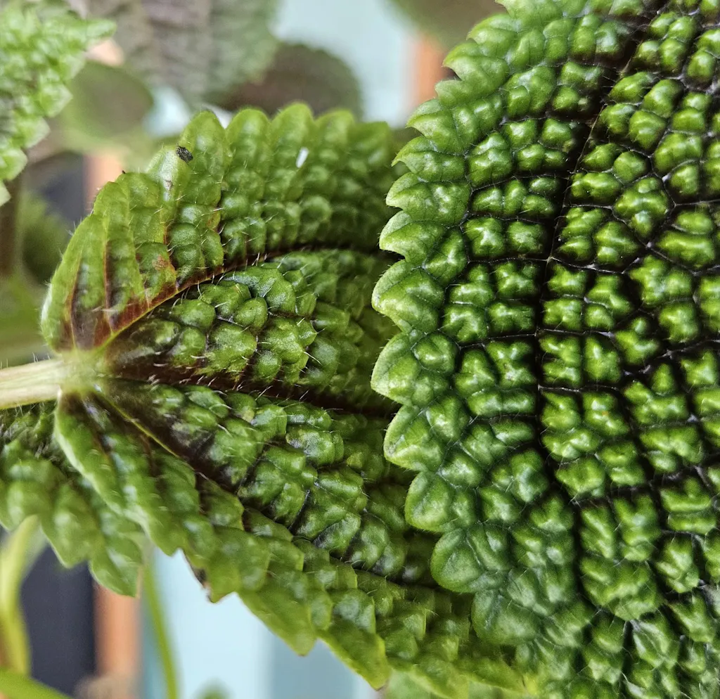 Pilea Involucrata Moon Valley | Uprooted | Buy Plants Online Australia