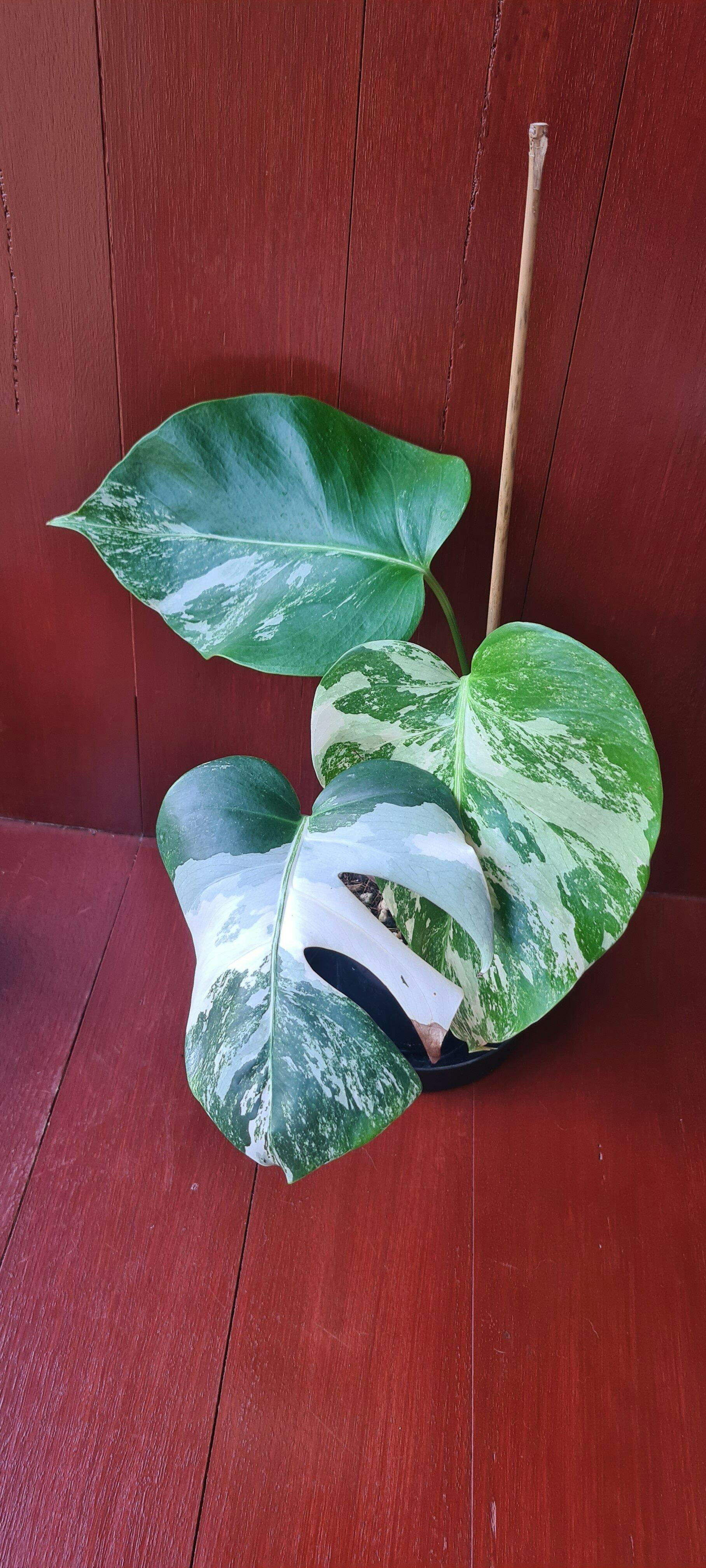 Monstera Borsigiana Variegated Albo | Uprooted | Buy Plants Online