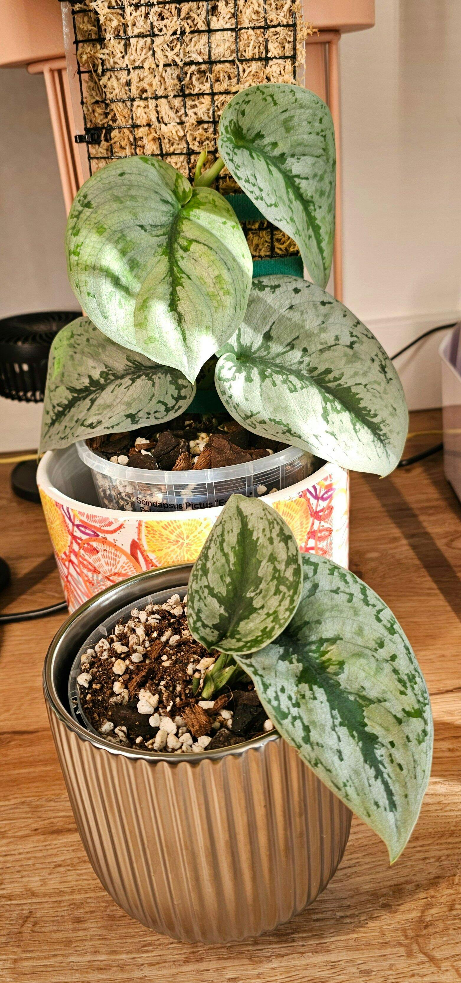 その他観葉植物 scindapsus peacock Scindapsus Peacock 💛