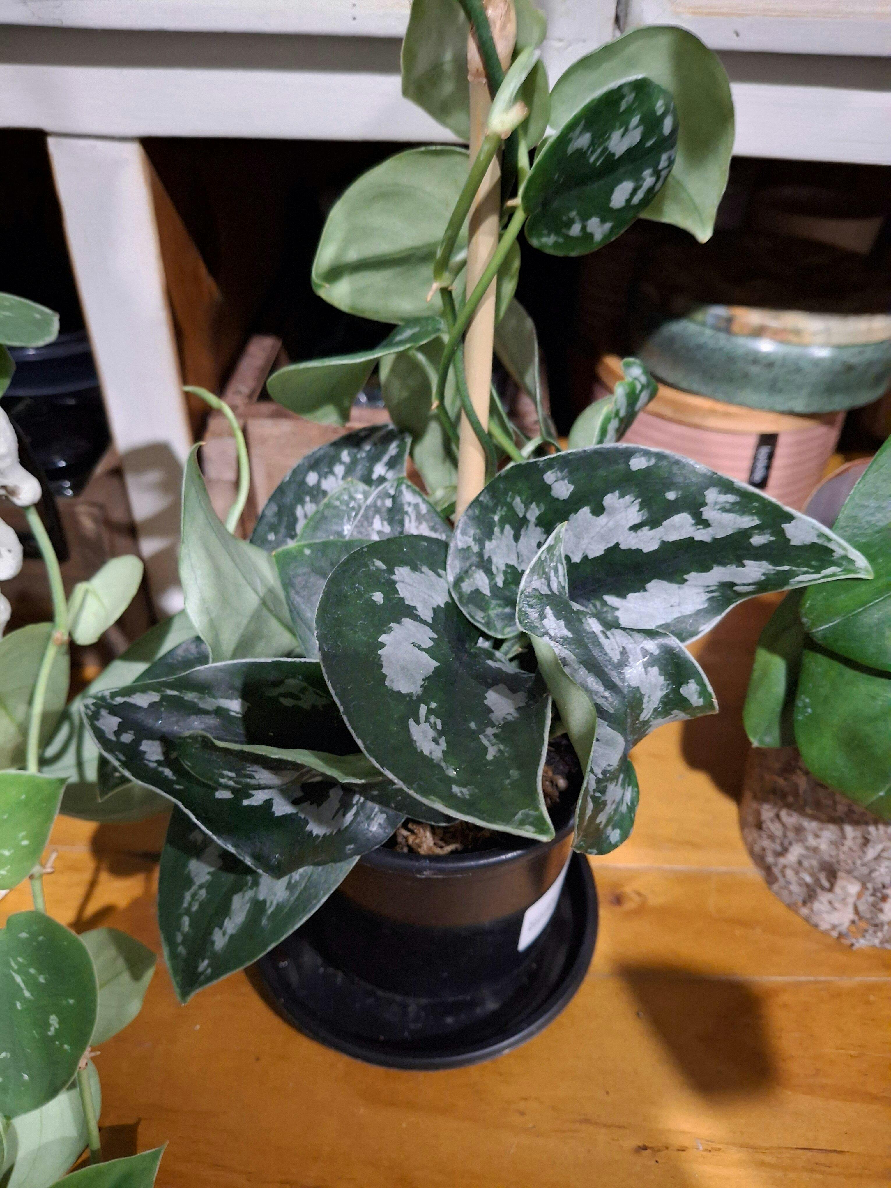 その他観葉植物 scindapsus black venom Scindapsus Pictus - Black Mamba | Uprooted | Buy Plants Online