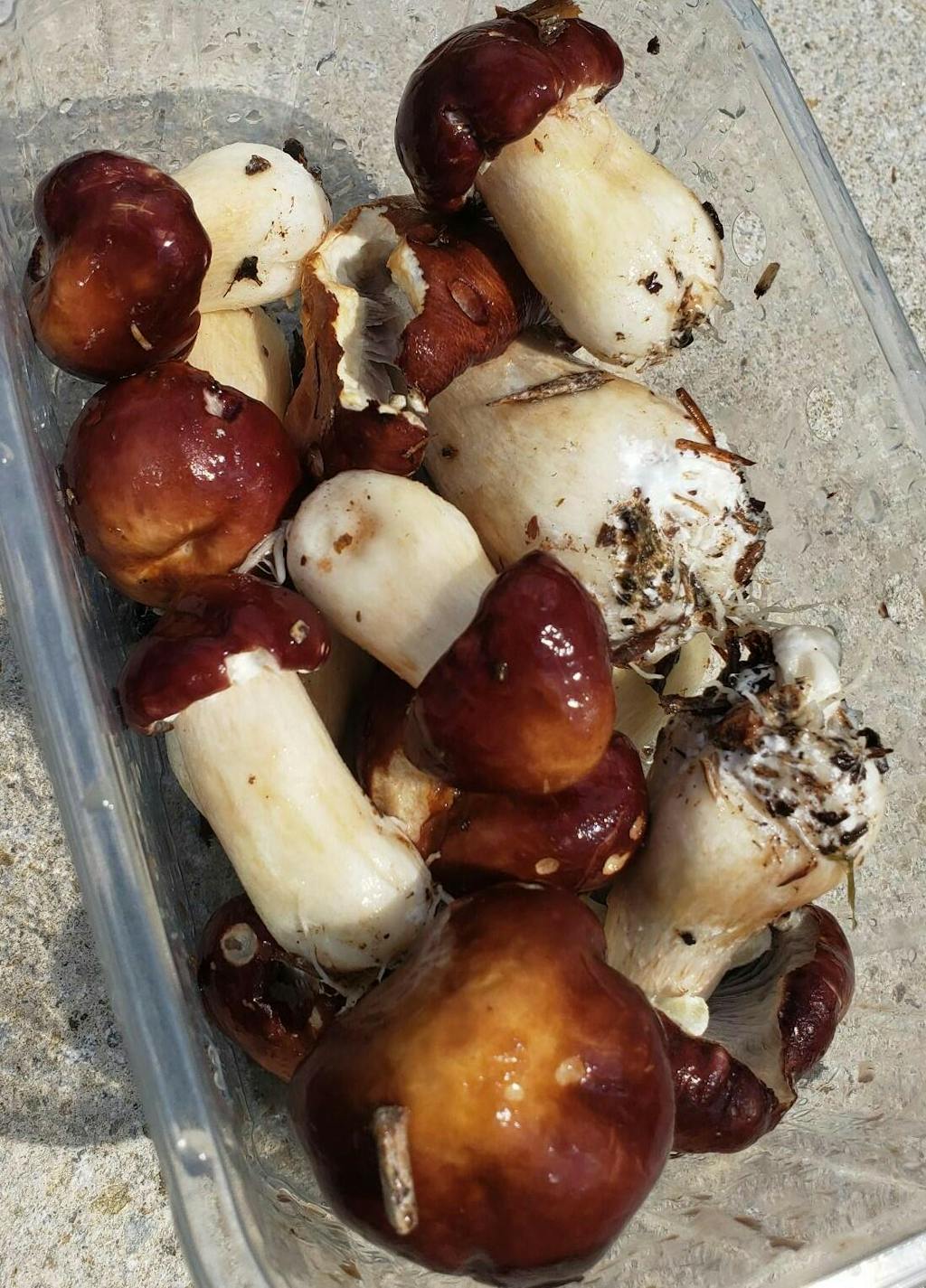 Buy Wine Cap Mushroom Straw Spawn From £15.99 Urban FarmIt