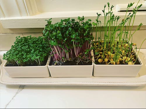 Microgreens Growing Kit