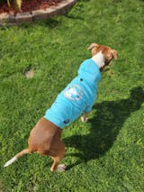 Two Pitties in the City: DoggyStyle: Custom Chicago Cubs Hoodie