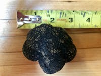 Black Burgundy Truffles (Tuber uncinatum)