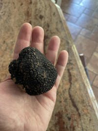 Black Summer Truffles