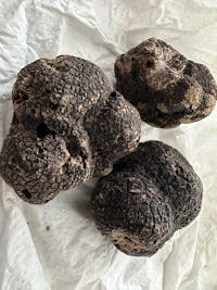 Black Winter Truffles - MEDIUM SIZE