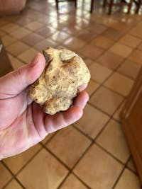 White Alba Truffles - MEDIUM SIZE