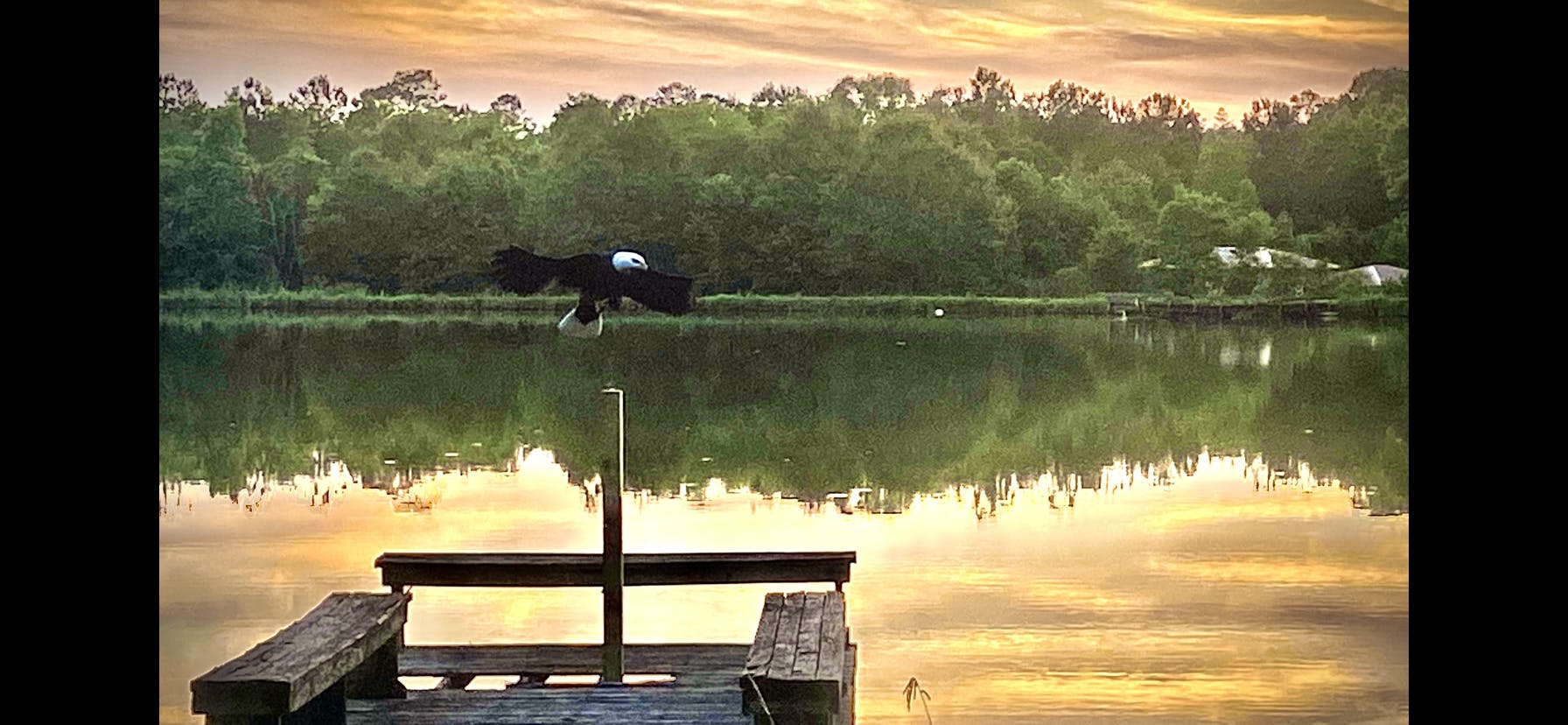 Assault Eagle ureaduckdecoys